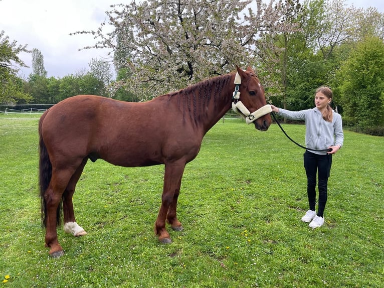 Polo Pony Mix Gelding 8 years 14,2 hh Chestnut-Red in Iphofen
