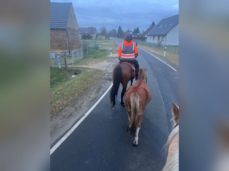 Polo Pony Gelding 8 years 15.2 hh Brown in Quitzdorf am See OT Petershain