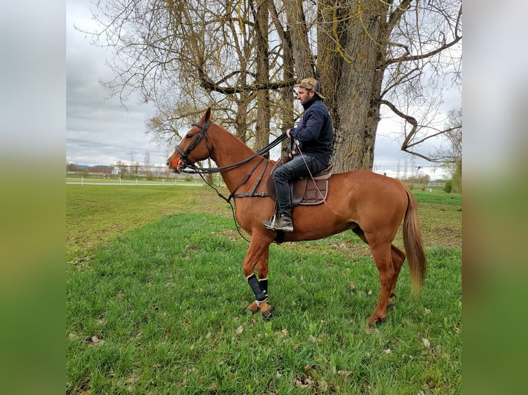Polo Pony Mix Gelding 9 years 15,2 hh Chestnut-Red in Hettlingen