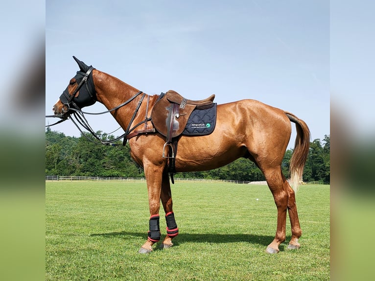 Polo Pony Mix Gelding 9 years 15,2 hh Chestnut-Red in Hettlingen
