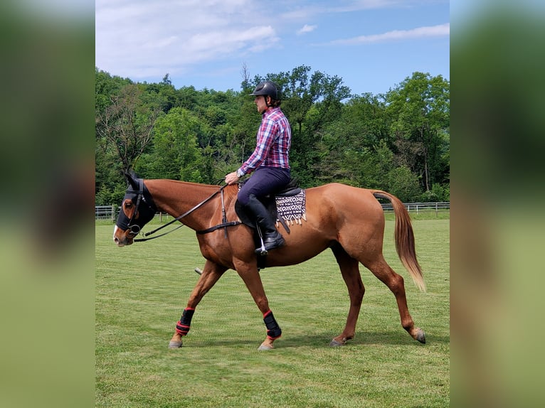 Polo Pony Mix Gelding 9 years 15,2 hh Chestnut-Red in Hettlingen