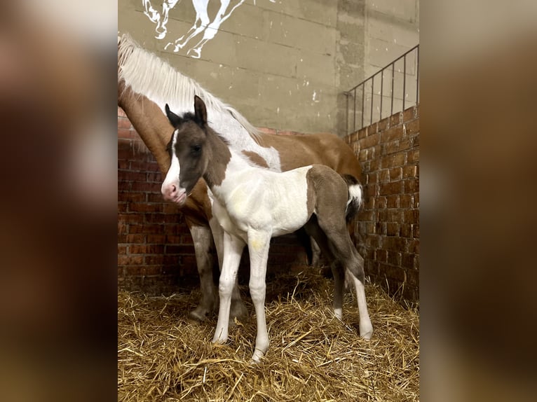 Polo Pony Mix Hengst 1 Jahr 150 cm Tobiano-alle-Farben in Zydiskss