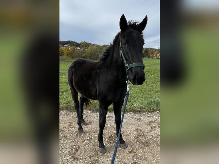 Polo Pony Hengst 3 Jaar 147 cm Zwart in Heroldsberg