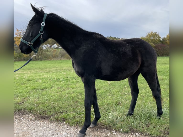 Polo Pony Hengst 4 Jahre 160 cm Brauner in Eggolsheim