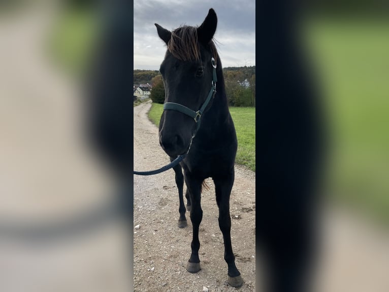 Polo Pony Hengst 4 Jahre 160 cm Brauner in Eggolsheim