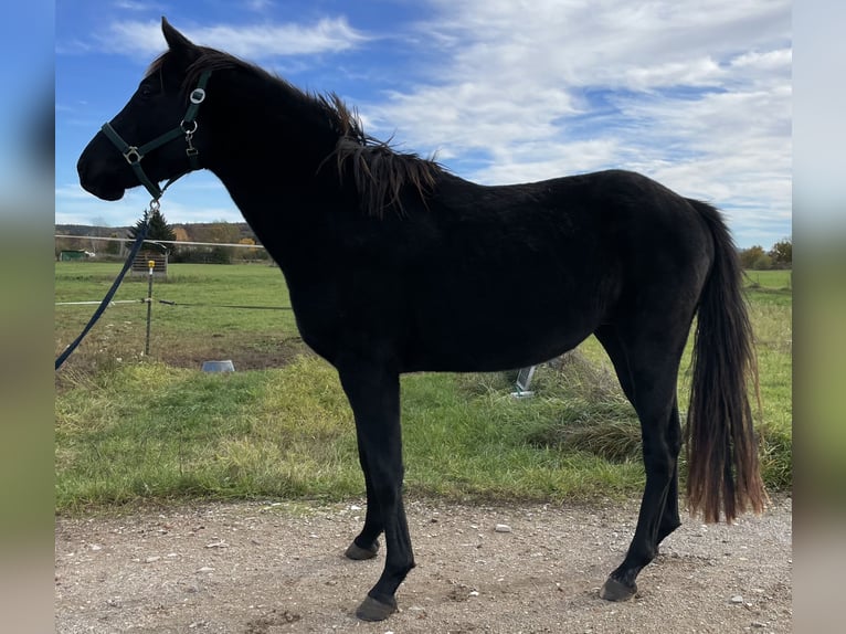 Polo Pony Hengst 4 Jahre 160 cm Brauner in Eggolsheim