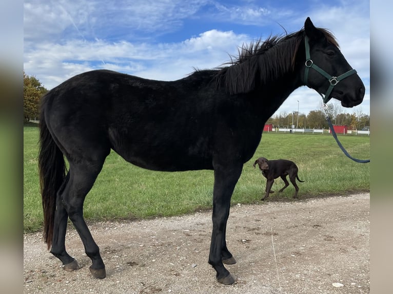 Polo Pony Hengst 4 Jahre 160 cm Brauner in Eggolsheim