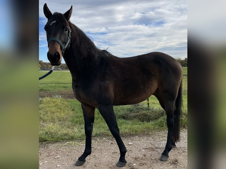 Polo Pony Hengst 4 Jahre 160 cm Brauner in Eggolsheim