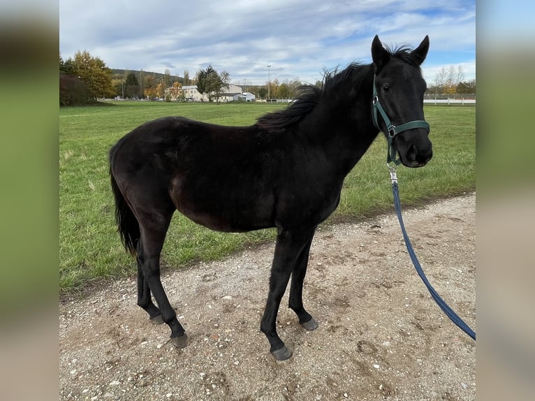 Polo Pony Hengst 4 Jahre 160 cm Brauner in Eggolsheim