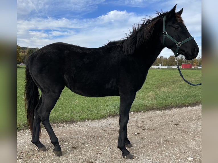 Polo Pony Hengst 4 Jahre 160 cm Brauner in Eggolsheim