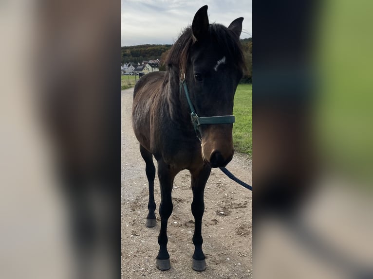 Polo Pony Hengst 4 Jahre 160 cm Brauner in Eggolsheim