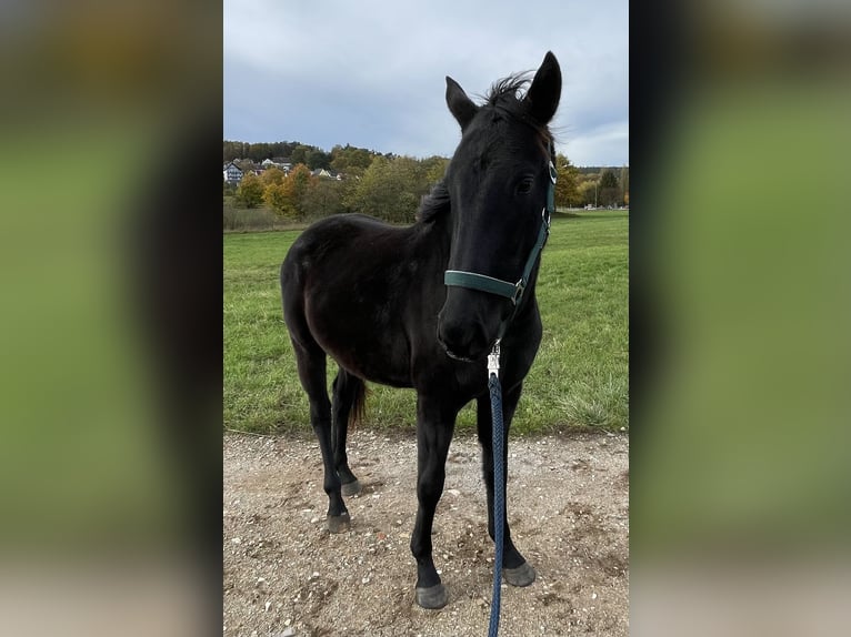 Polo Pony Hengst 4 Jahre 160 cm Brauner in Eggolsheim