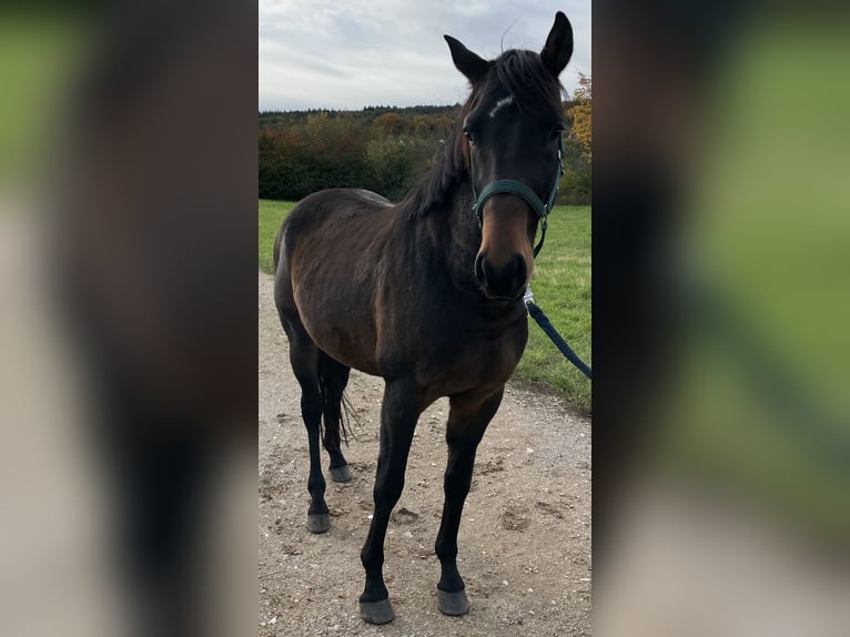 Polo Pony Hengst 4 Jahre 160 cm Brauner in Eggolsheim