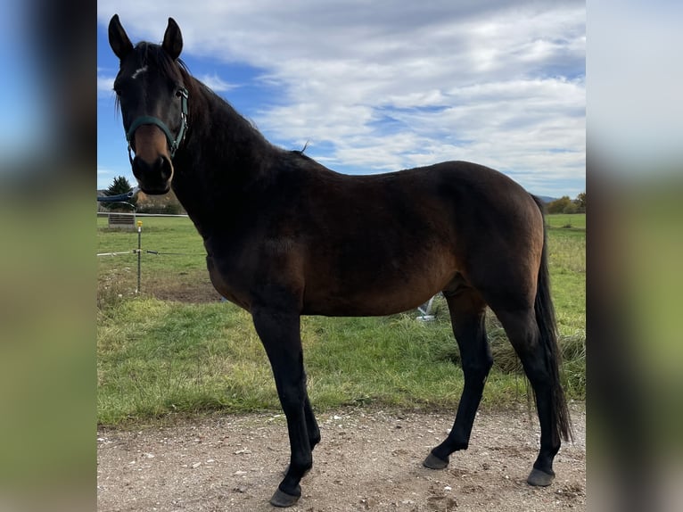 Polo Pony Hengst 4 Jahre 160 cm Brauner in Eggolsheim