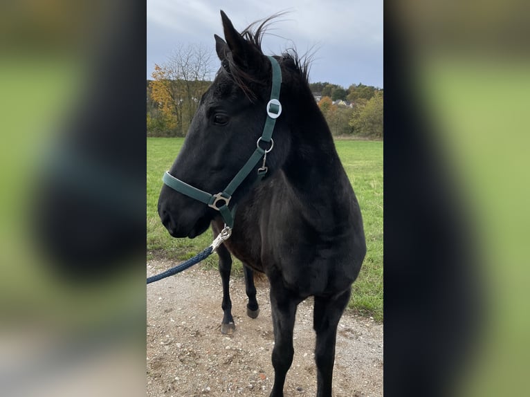 Polo Pony Hengst 4 Jahre 160 cm Brauner in Eggolsheim