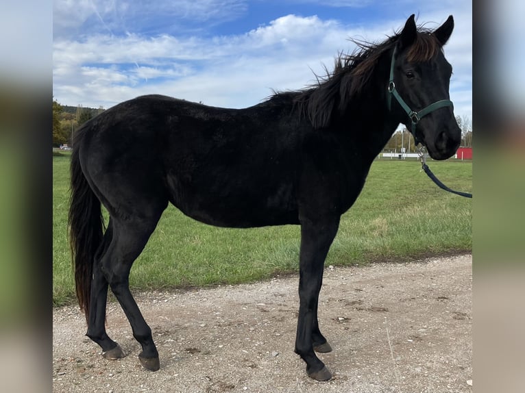 Polo Pony Hengst 4 Jahre 160 cm Brauner in Eggolsheim