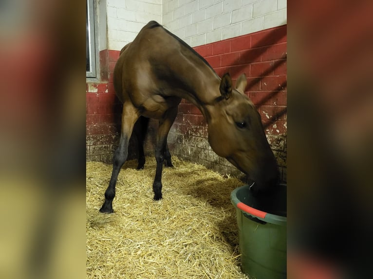 Polo Pony Mare 10 years 15.1 hh Bay-Dark in Holzkirchen