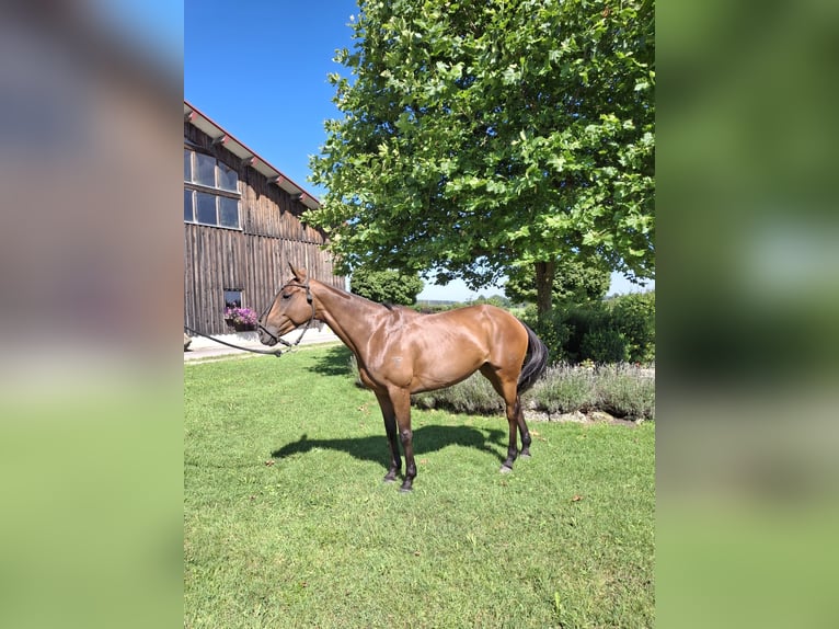 Polo Pony Mare 10 years 15.1 hh Bay-Dark in Holzkirchen