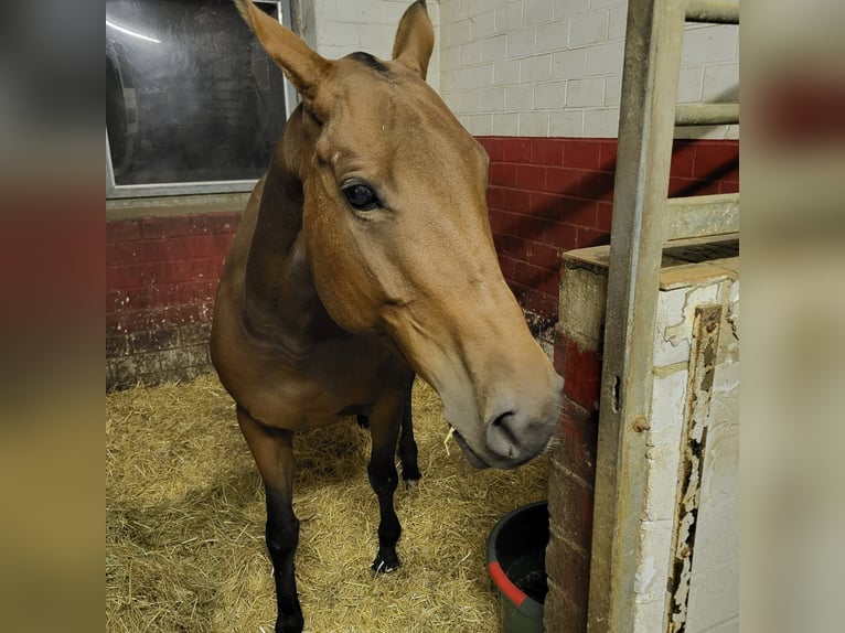 Polo Pony Mare 10 years 15.1 hh Bay-Dark in Holzkirchen