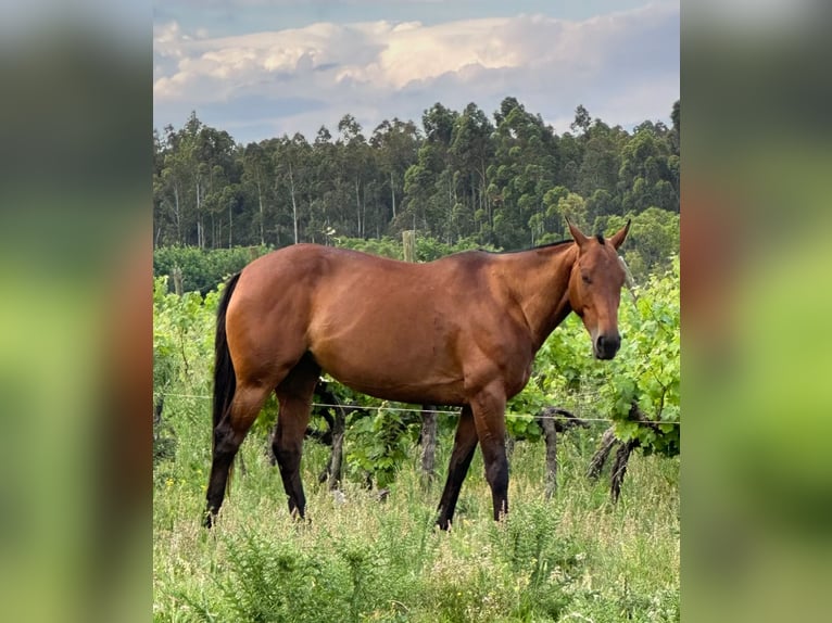 Polo Pony Mare 10 years 15.1 hh Bay-Dark in Holzkirchen