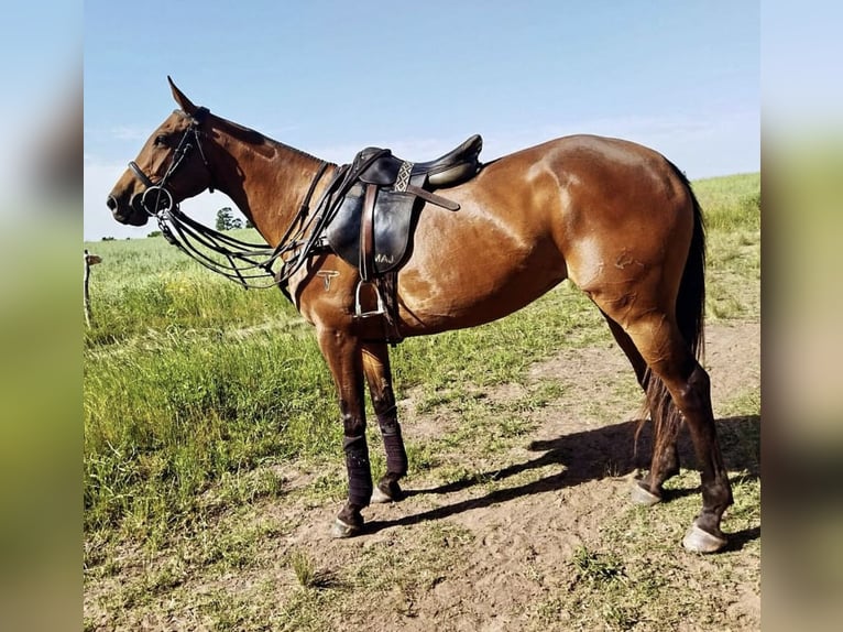 Polo Pony Mare 10 years 15.1 hh Bay-Dark in Holzkirchen