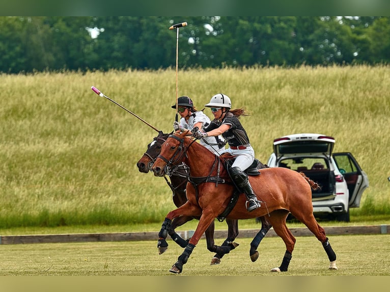 Polo Pony Mare 10 years Chestnut-Red in Holzkirchen