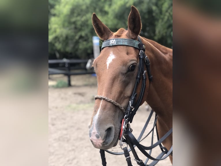 Polo Pony Mare 11 years 14,3 hh Chestnut-Red in General Belgrano, Provincia Buenos Aires