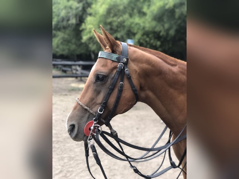 Polo Pony Mare 11 years 14,3 hh Chestnut-Red in General Belgrano, Provincia Buenos Aires