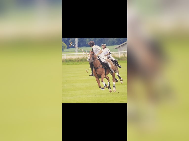 Polo Pony Mare 11 years Chestnut-Red in Holzkirchen