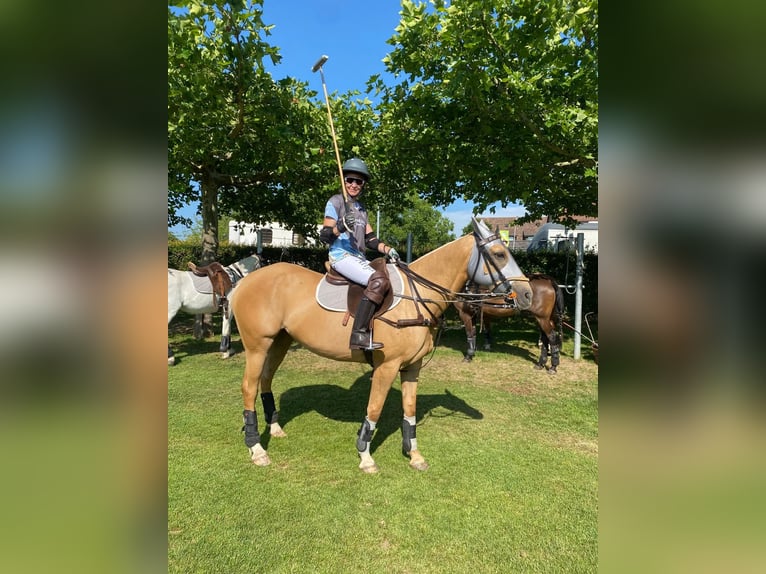 Polo Pony Mare 12 years Palomino in Eichstätt und Zürich