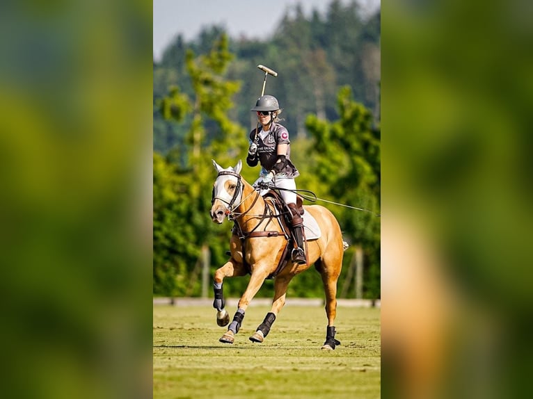 Polo Pony Mare 12 years Palomino in Eichstätt und Zürich