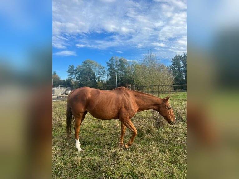 Polo Pony Mare 13 years 15,1 hh Chestnut-Red in Rafz