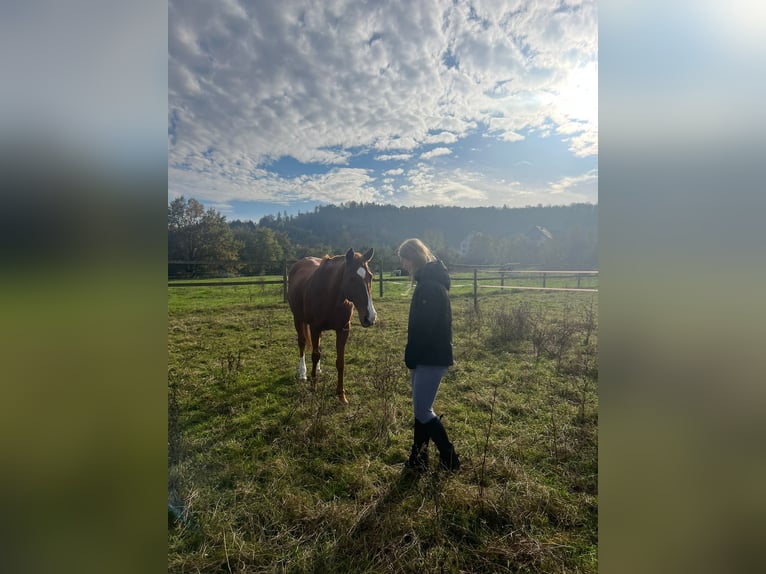 Polo Pony Mare 13 years 15,1 hh Chestnut-Red in Rafz
