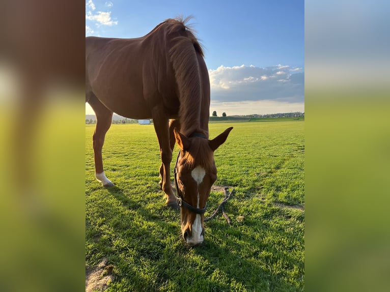 Polo Pony Mare 13 years 15,1 hh Chestnut-Red in Rafz