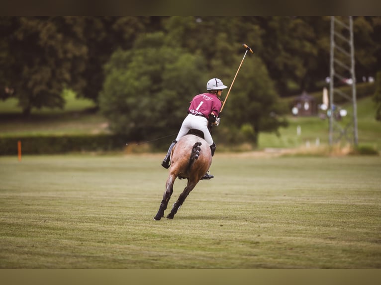 Polo Pony Mare 13 years 15,1 hh Gray-Red-Tan in Holzkirchen