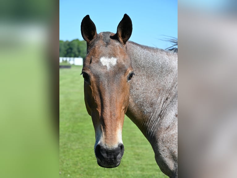 Polo Pony Mare 13 years 15,1 hh Gray-Red-Tan in Holzkirchen