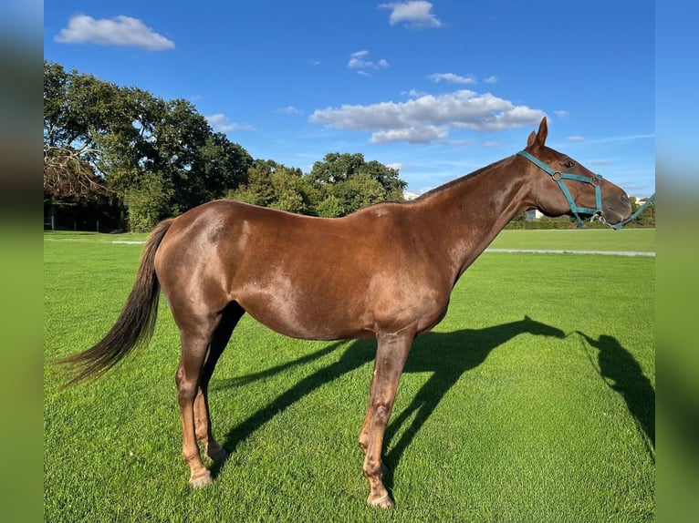 Polo Pony Mare 13 years Brown in Hamburg Osdorf