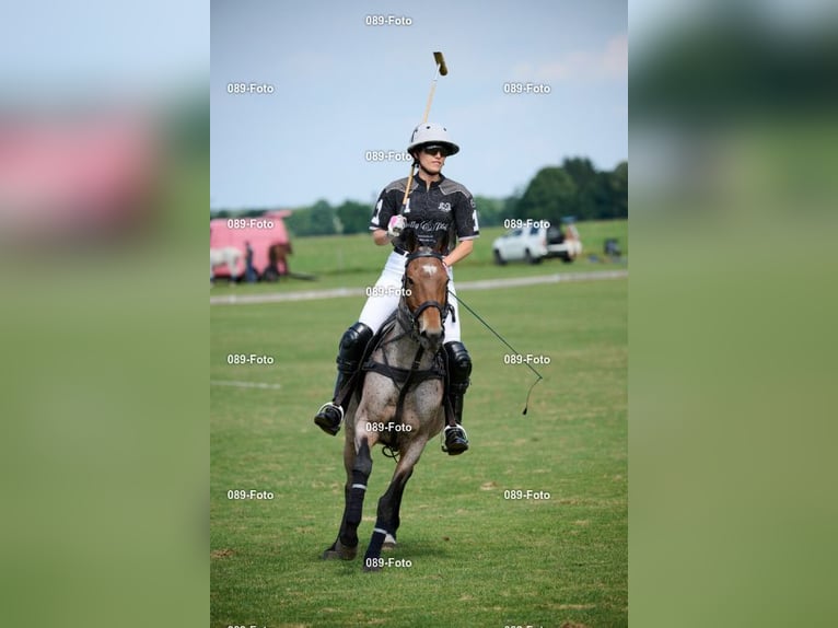 Polo Pony Mare 14 years 15.1 hh Grey-Red-Tan in Holzkirchen