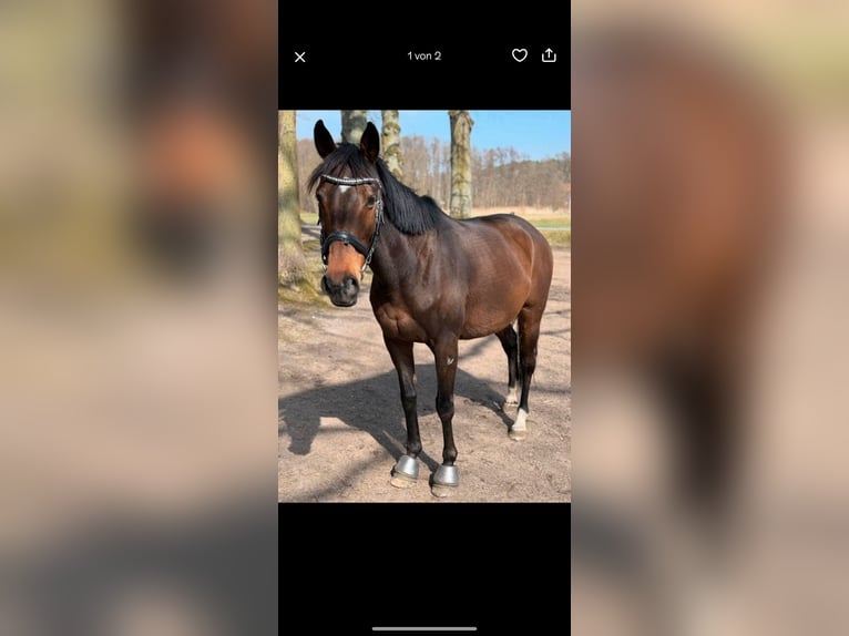 Polo Pony Mare 14 years 15,1 hh Brown in Butjadingen