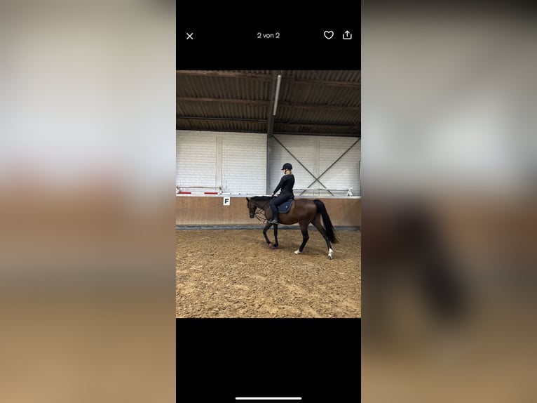 Polo Pony Mare 14 years 15,1 hh Brown in Butjadingen
