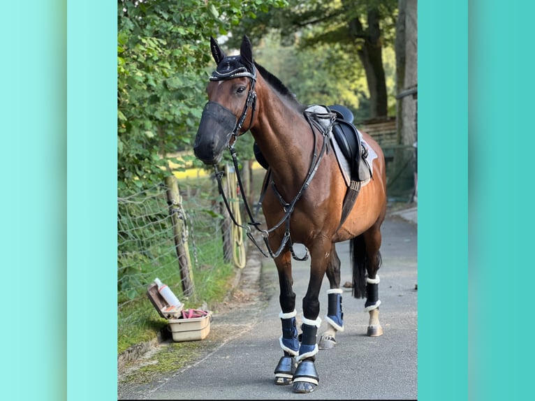 Polo Pony Mare 14 years 15,1 hh Brown in Thomasburg