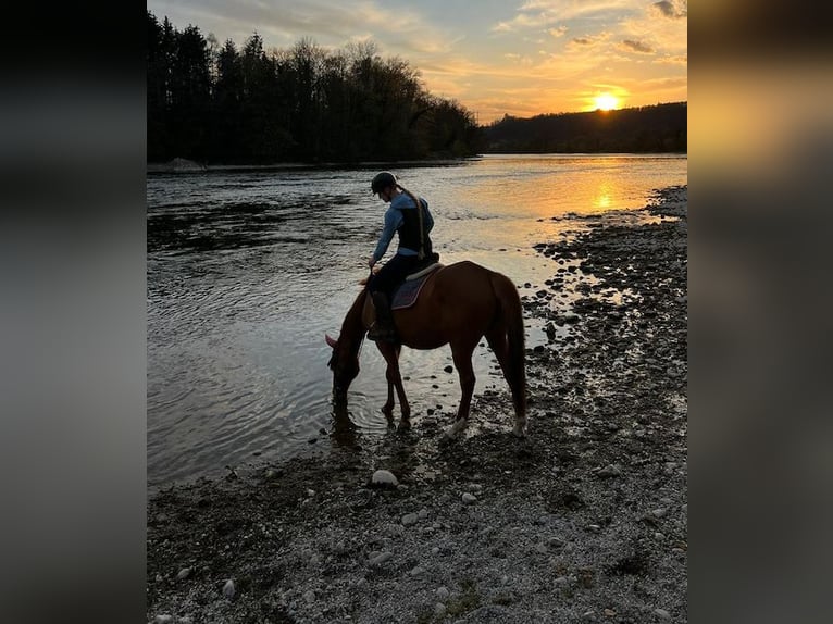 Polo Pony Mare 14 years 15,1 hh Chestnut-Red in Rafz