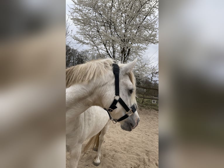 Polo Pony Mare 16 years 12,2 hh Gray in Hamburg