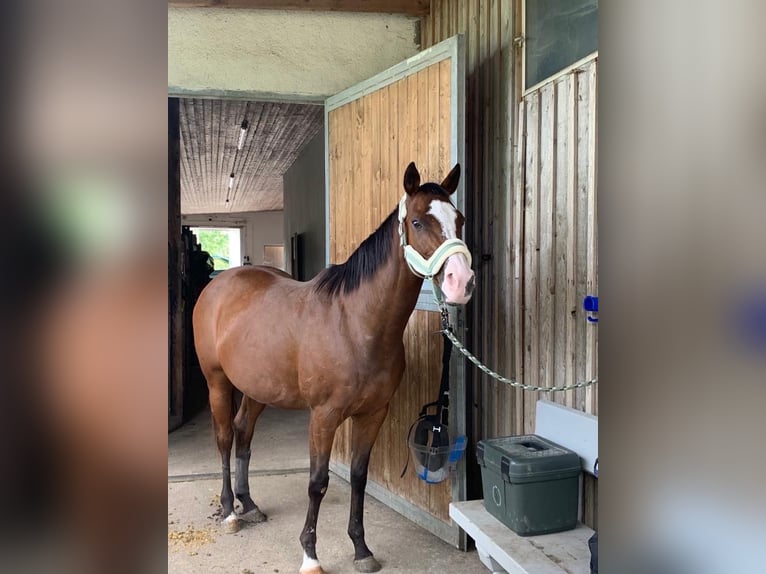 Polo Pony Mare 17 years 14,2 hh in Königsbrunn