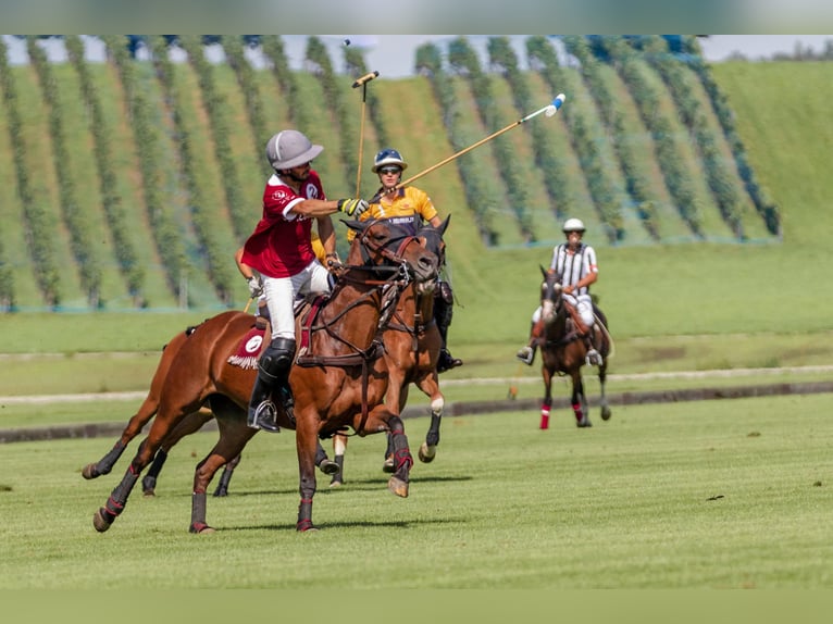 Polo Pony Mare 18 years 14,2 hh Brown in Seuzach