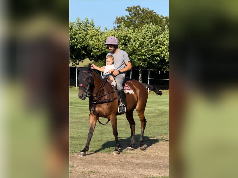 Polo Pony Mare 18 years 14,2 hh Brown in Seuzach