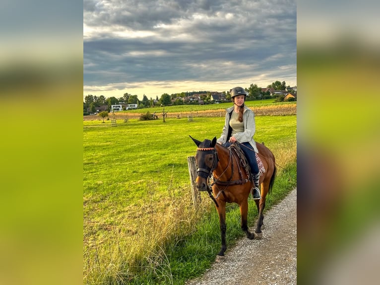 Polo Pony Mare 18 years 14,2 hh Brown in Seuzach