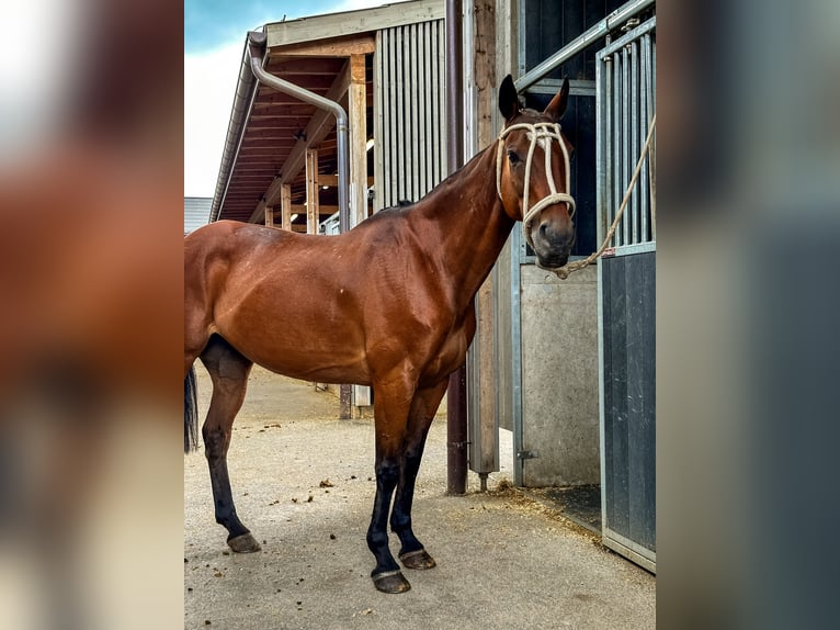 Polo Pony Mare 18 years 14,2 hh Brown in Seuzach
