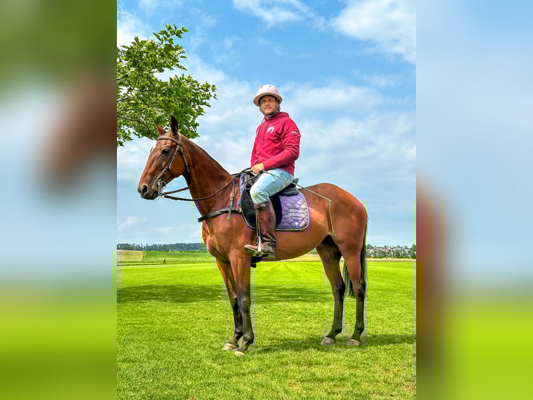 Polo Pony Mare 18 years 14,2 hh Brown in Seuzach