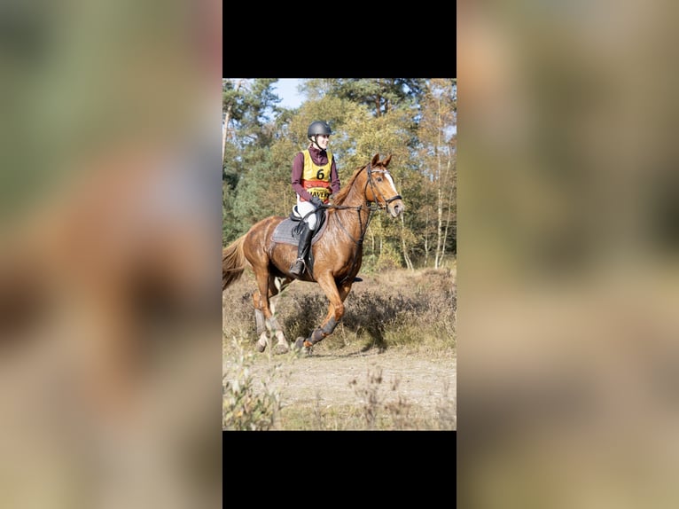 Polo Pony Mare 18 years 15.1 hh Chestnut-Red in Baarle-Nassau